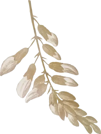 Fleurs Le Ramus