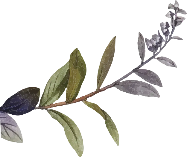 Fleurs Le Ramus