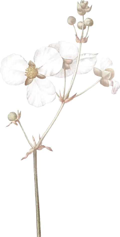 Fleurs Le Ramus