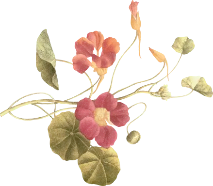 Fleurs Le Ramus