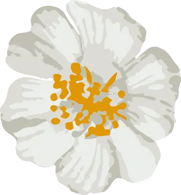 Fleurs Le Ramus