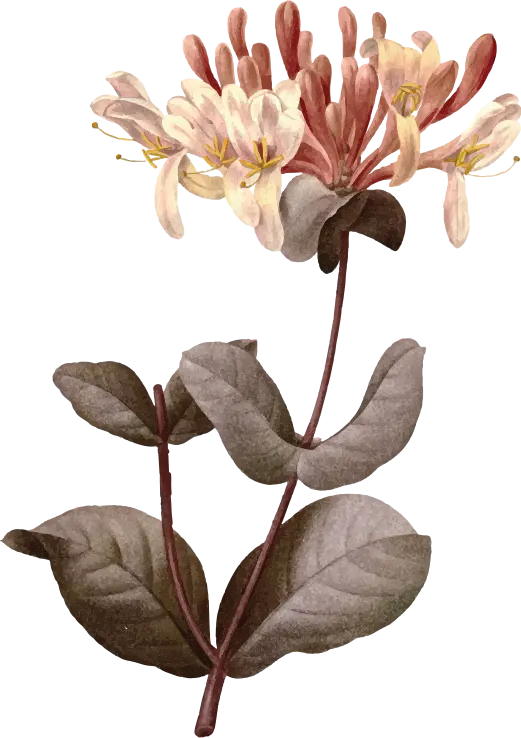 Fleurs Le Ramus